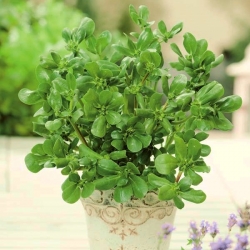 Khu vườn nhỏ - Cây thông thường - để trồng ban công và sân thượng; verdolaga, rễ đỏ, pursley -  Portulaca oleracea - hạt