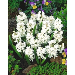 Puschkinia Libanotica Alba - 10 bulbs