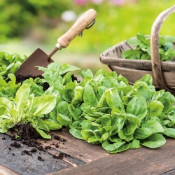 Corn Salad, Mache seeds - Valerianella locusta - 1700 seeds