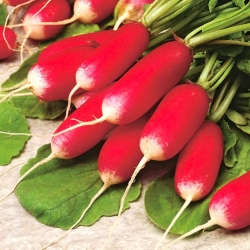 Radish "Opolanka" - medium long, red, white-tipped roots - 850 seeds