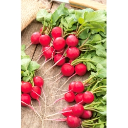 Radish "Saxa 2" - round, red roots - COATED SEEDS - 300 seeds