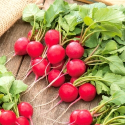 Radish "Saxa 2" - round, red roots - COATED SEEDS - 300 seeds