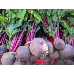 BIO Παντζάρι "Detroit 2" - ταινία σπόρων - πιστοποιημένοι βιολογικοί σπόροι - 