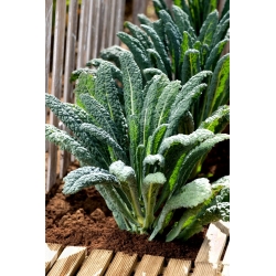 Kale "Nero di toscana" - Tuscan-type variety - 540 seeds