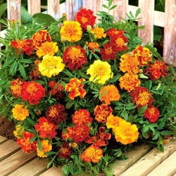 French marigold - variety selection - 350 seeds