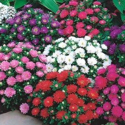 אסטר ננס סיני "פינוקיו" - 150 זרעים - Callistephus chinensis