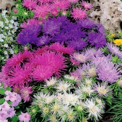 אסטר ננס סיני "כוכבים Teisa" - 150 זרעים - Callistephus chinsensis Teisa Stars