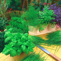 3 in 1 - Basilikum, Schnittlauch und Blattpetersilie - SAATSCHEIBE