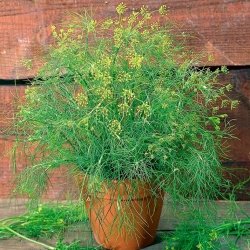 BIO - حديقة الشبت - البذور العضوية المعتمدة - 2800 بذور - Anethum graveolens L. - ابذرة