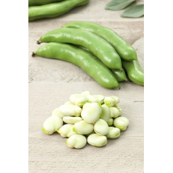 Fève - Bonzo - Vicia faba L. - graines