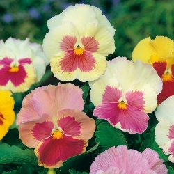 Pansy Imperial Antique Shades, Liebesduett seeds - Viola x wittrockiana - 320 seeds