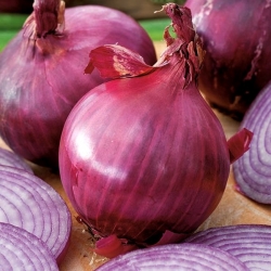 Cebolla - Red Baron - 450 semillas - Allium cepa L.