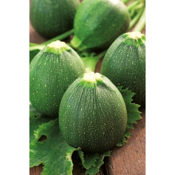 Schöne Zucchinisamen - Cucurbita pepo - 27 Samen - 