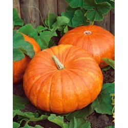 Calabaza - Rouge vif d'Etampes - 9 semillas - Cucurbita maxima