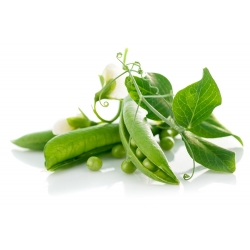 Field pea "Cud Kelvedonu (Wonder of Kelvedon)" - 500 g