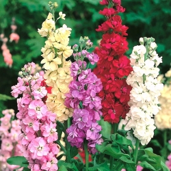 Stock mixed seeds - Matthiola incana - 300 seeds