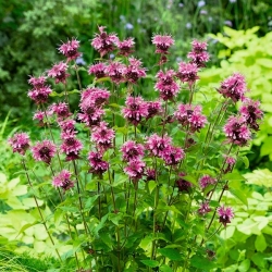Monarda - 180 semi