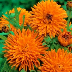 Pot marigold "Radio" - 240 seeds
