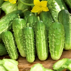 田间，酸洗黄瓜“Rodos” -  225粒种子 - Cucumis sativus - 種子