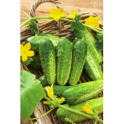 ककड़ी "सैंडर" - 105 बीज - 