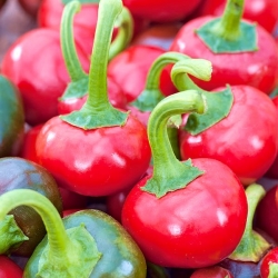 Pepper "Koral" - extremely hot variety producing round fruit with ornamental value - 24 seeds
