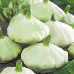 Pâtisson "Polo" - Cucurbita pepo - 24 graines - Cucurbita pepo var. Patisoniana