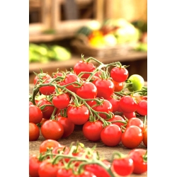Semena paradižnika - Lycopersicon lycopersicum - 80 semen - Lycopersicon esculentum Mill 