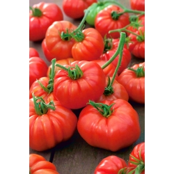 Pomidoras - Marmande - 200 sėklos - Lycopersicon esculentum Mill