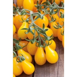 Rumena hruška Seme paradižnika - Lycopersicon esculentum - 120 semen - Lycopersicon esculentum Mill  - semena