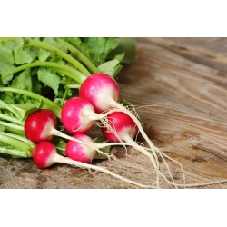 الفجل "كارو" - تنوع مبكر - 100 غرام - 