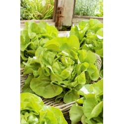 Lettuce "Cud Voorburgu (Voorburg wonder)" - COATED SEEDS