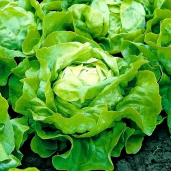 Maslena solata "Ewelina" - z gladkimi in okusnimi listi - 1000 semen - Lactuca sativa L. var. Capitata - semena