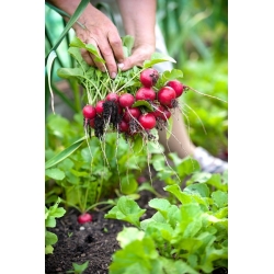 الفجل "كارمن" (جذور حمراء) - الشريط البذور - 