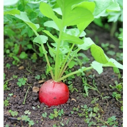 الفجل "كارمن" (جذور حمراء) - الشريط البذور - 