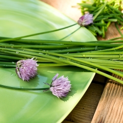 BIO Ciboulette "Medium leaf" - semences certifiées biologiques - 