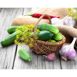 Cetriolo "Julian" - varietà di decapaggio - NASTRO DI SEMI - 