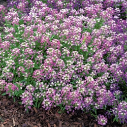 Lily-violet sweet alyssum, Sweet alison - 1750 seeds