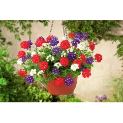 ורבנה הומסטיד זרעים סגולים - ורבנה x היברידה פנדולה - 252 זרעים - Verbena x hybrida pendula