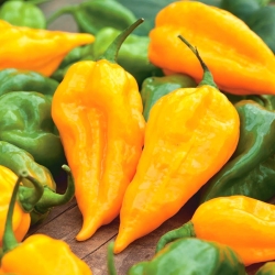 فلفل فلفل قرمز "لیمون هابانرو" - انواع داغ ، زرد - 