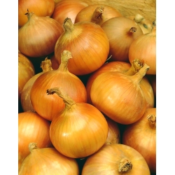 Cebolla "Chico" - una variedad amarilla temprana - 