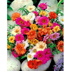 玫瑰苔藓-多种混合；十点钟，墨西哥玫瑰，苔藓玫瑰，越南玫瑰，太阳玫瑰，岩石玫瑰，苔玫瑰马齿sl - 