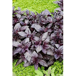 ใบโหระพาสีแดง "Dark Opal" - 