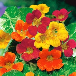 花园金莲花“非洲珠宝”-装饰叶子；印度水芹和尚水芹 - 