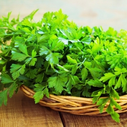 Pasli daun "Natalka" - TAPE Biji - 