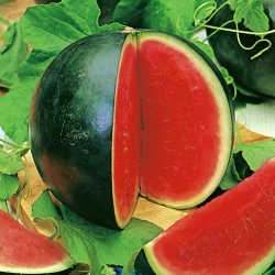 Watermelon Rosario seeds - Citrullus Lanatus - 11 seeds
