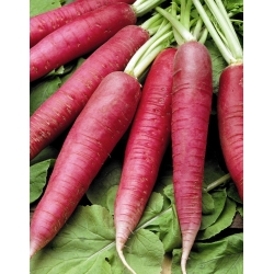 Redīss Candela Di Fuoco -  Raphanus sativus - Candela Di Fuoco - sēklas