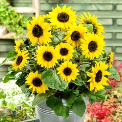Girasole Polino Cola - Helianthus annuus - 40 semi