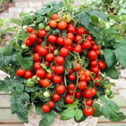 Cherry Tomato Mascot seeds - Lycopersicon esculentum - 200 seeds