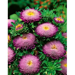 סגול כהה סינית "נסיכה" אסטר - 500 זרעים - Callistephus chinensis