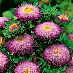 סגול כהה סינית "נסיכה" אסטר - 500 זרעים - Callistephus chinensis